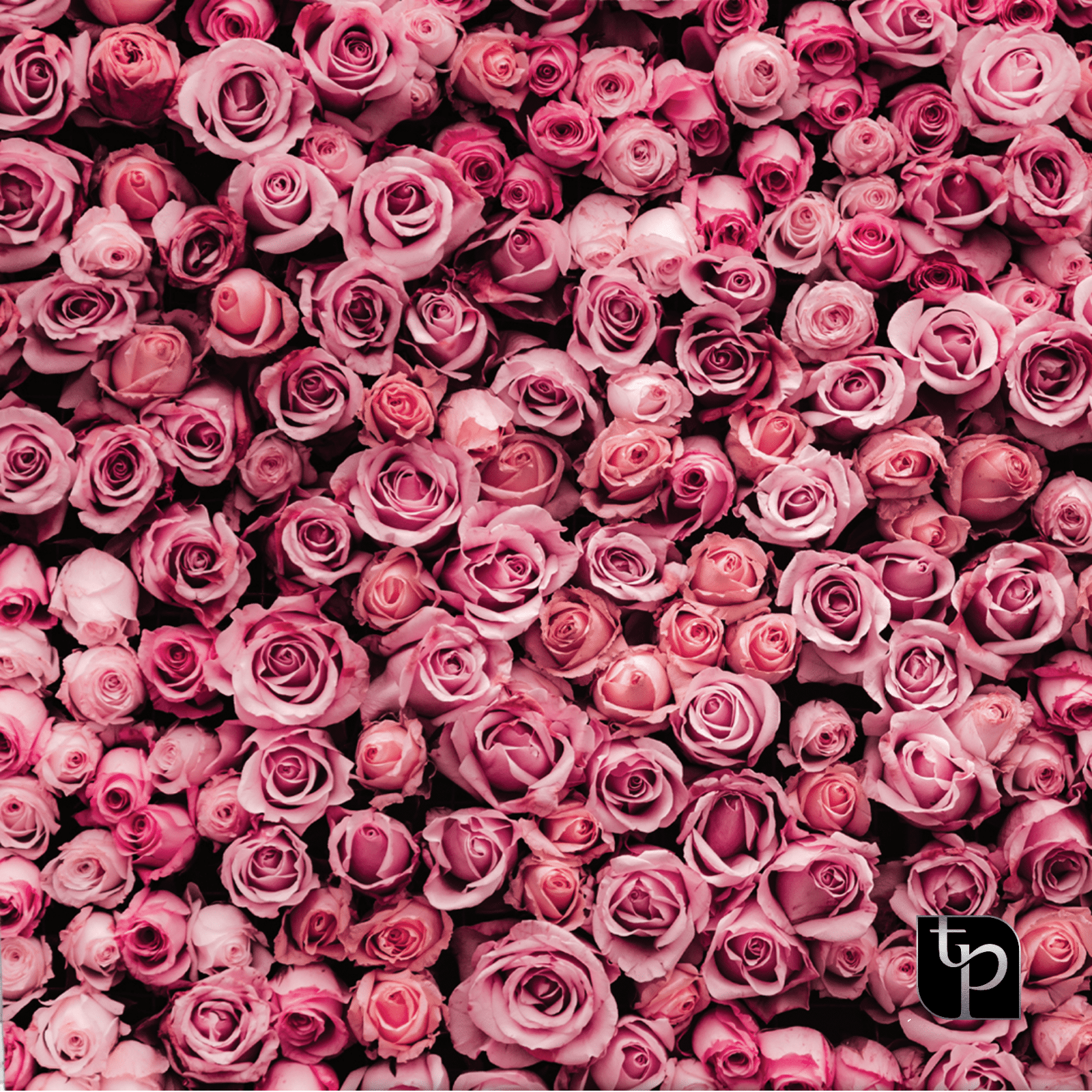 Background of pink roses in various shades, featuring a dense arrangement ideal for photography backdrops, with The Phototique logo in the corner.