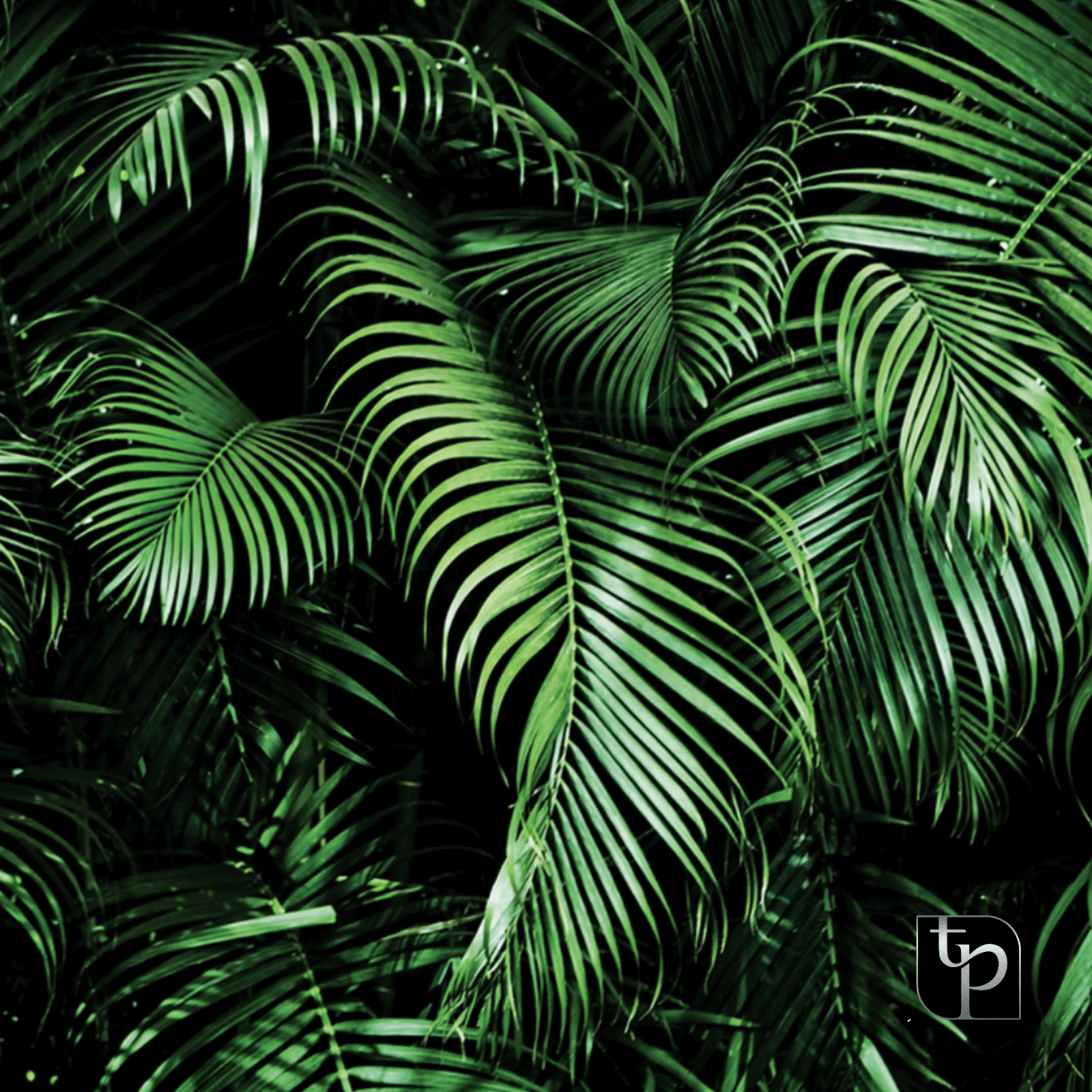 Lush green palm leaves creating a vibrant backdrop, ideal for enhancing photography settings, showcasing The Phototique's diverse backdrop options.